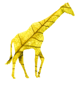 Girafa