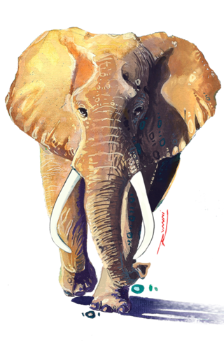 African King