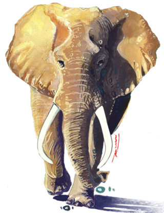 African King