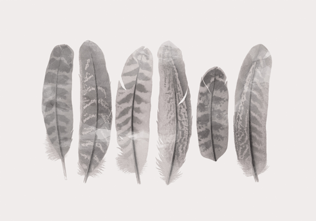 Feather