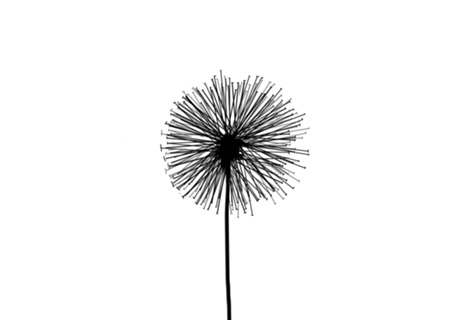 Dente de Leão