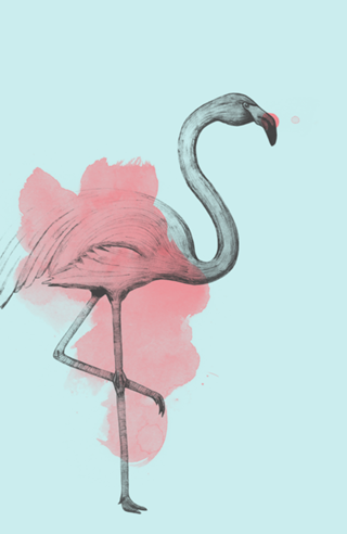 Flamingo