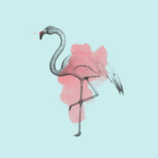 Flamingo