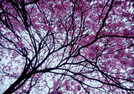 Confusão rosa
