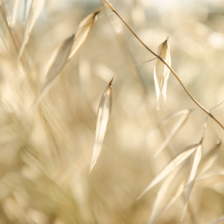 Soft Golden Field / Campo dourado suave