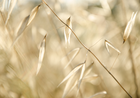 Soft Golden Field / Campo dourado suave