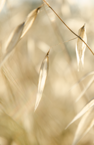Soft Golden Field / Campo dourado suave