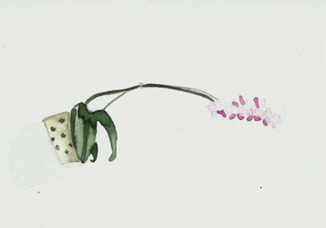 Orquídea