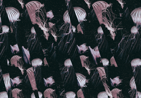 Jellyfish