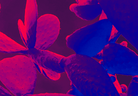 Neon cactus