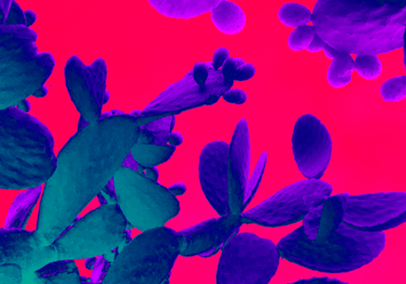 Tropical mars