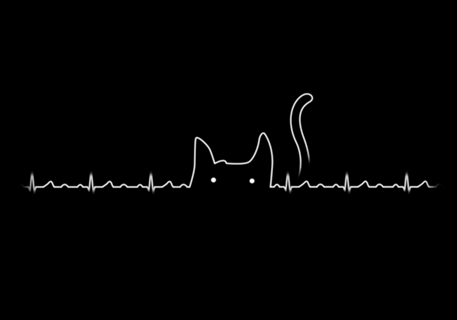 There is a cat in my heart