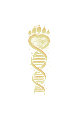 Bear DNA
