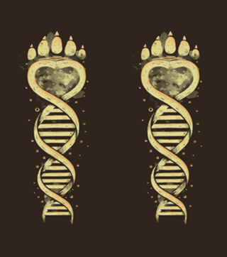 Bear DNA