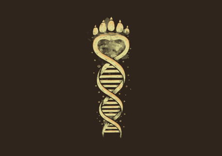 Bear DNA