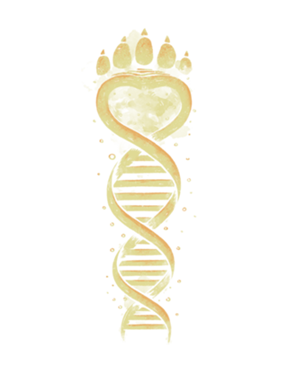 Bear DNA