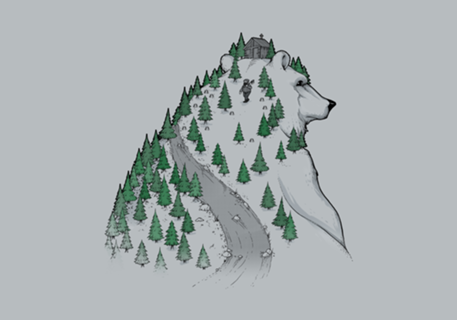 Wild Bear