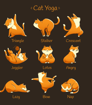 Yoga Cat