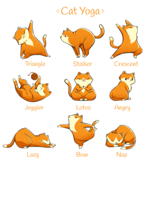 Yoga Cat