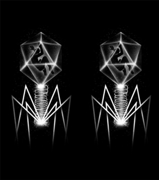 Bacteriophage