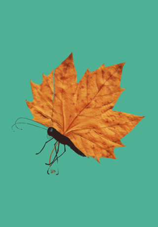 The Fall