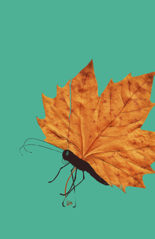 The Fall