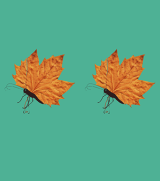 The Fall