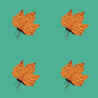 The Fall