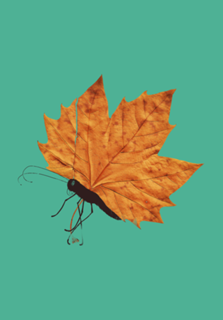 The Fall