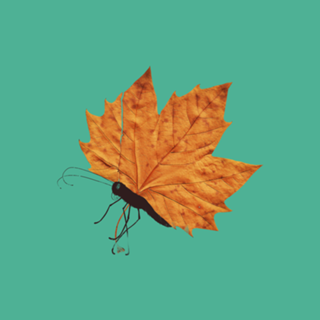 The Fall