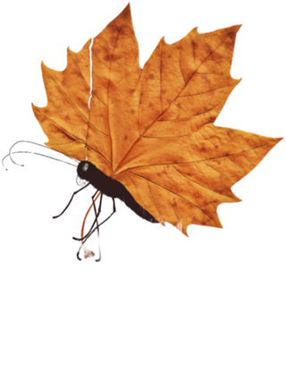 The Fall