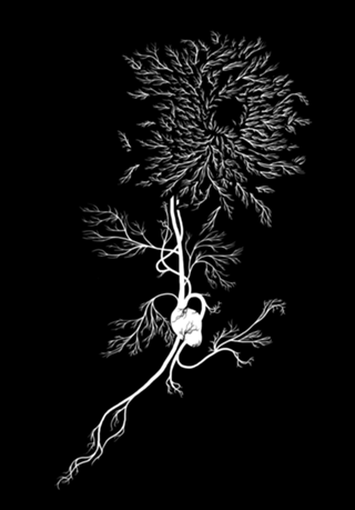 White Chrysanthemum