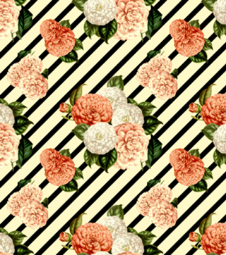 Chrysanthemum Rain