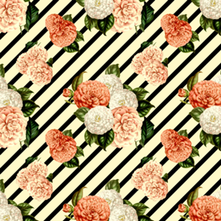 Chrysanthemum Rain