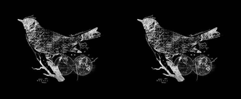 Bird Wanderlust