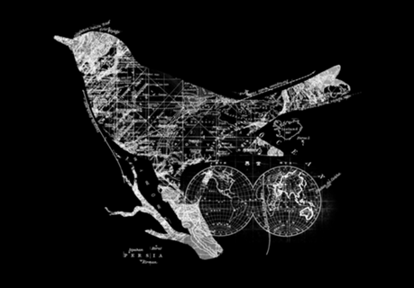 Bird Wanderlust