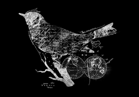 Bird Wanderlust