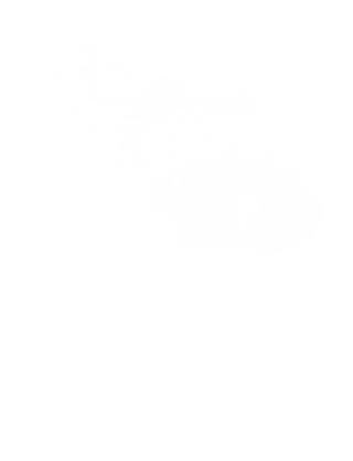 Bird Wanderlust