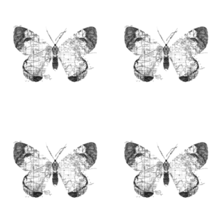 Butterfly Wanderlust Black and White