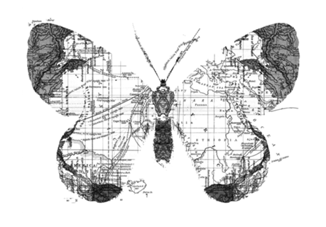 Butterfly Wanderlust Black and White