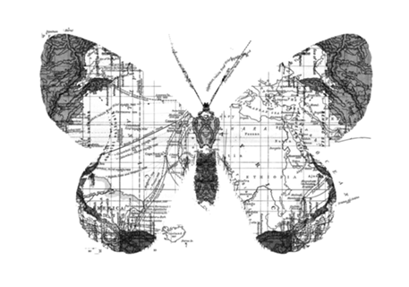 Butterfly Wanderlust Black and White