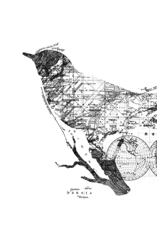 Bird Wanderlust Black and White