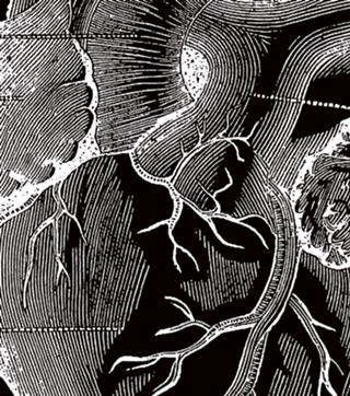 Solar Vascular System