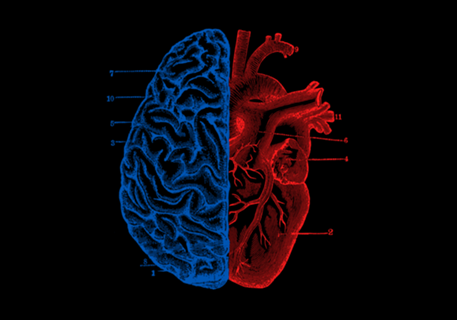 Heart and Brain