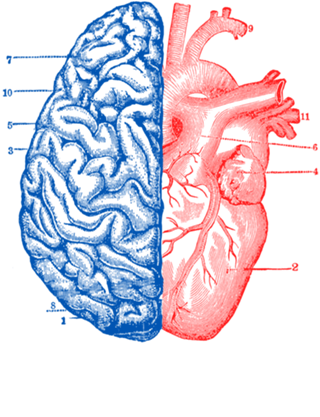 Heart and Brain