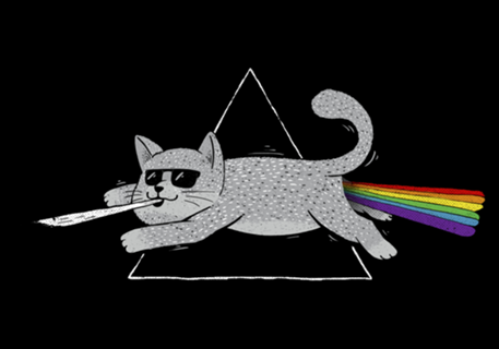 The Dark Side of Cats