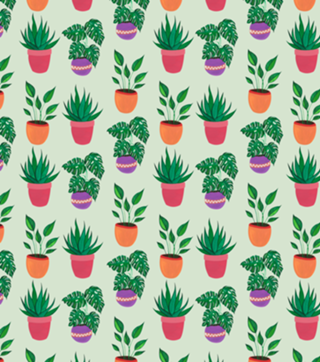 Plantinhas de casa