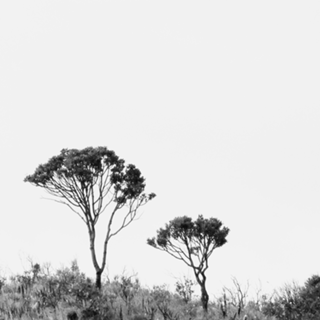 Tree I