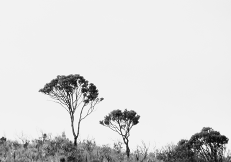 Tree I