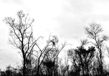 Tree 2